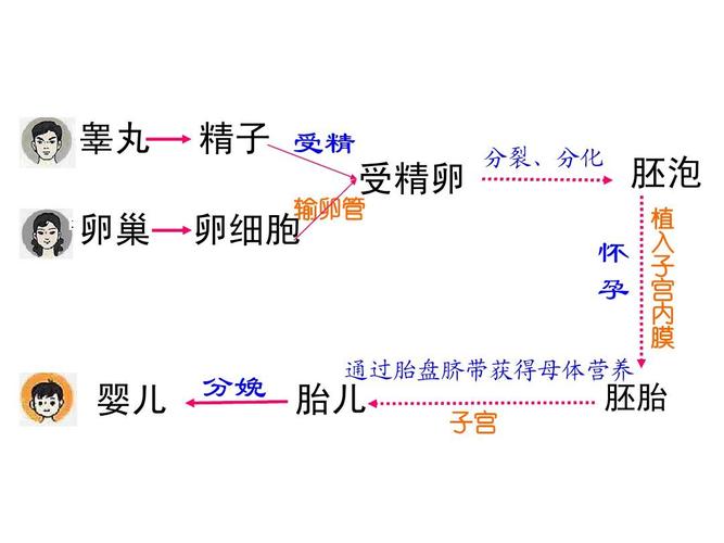 供卵是什么_供卵是什么？解读供卵的概念与过程