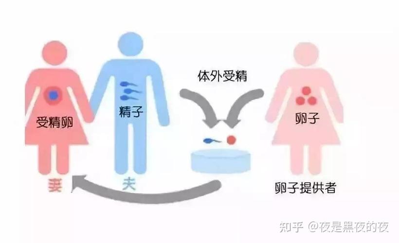 供卵宝宝的基因怎么决定(供卵宝宝基因决定之道)