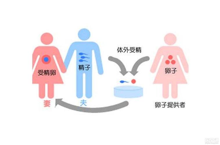 供卵者一般都是什么人(供卵者：了解一般的人群特征)