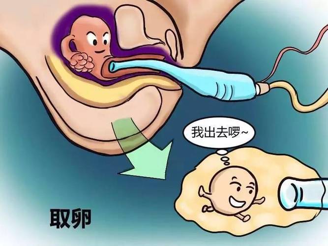 供卵试管代怀违法吗-供卵试管代怀违法吗?法律与道德的边界探讨